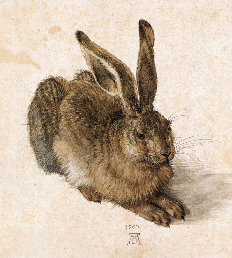 Альбрехт Дюрер. Заяц, 1502