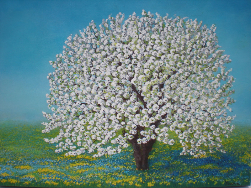 Ivana Loviselli. ciliegio-in-fiore, 2013
